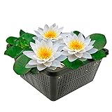 vdvelde.com