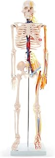 Anatomy Model, Assembly Assembly Model Skeleton Model, Anatomical Skeleton Anatomy Model 111 Home and endpoints in Muscle Washable Not Easy to Break 85CM / 33inch for School,Education for Me