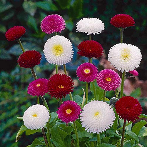 Raise Me Up: Seeds Marguerite Mix English Daisy Perennial Flowers #TOP6