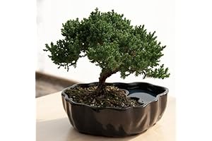 9GreenBox - Artificial Bamboo Bonsai for Home Decor
