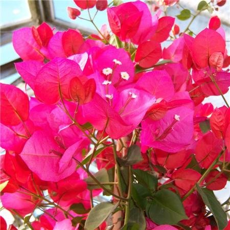 Cross Common Nursery Bougainvillea (Pink/red)