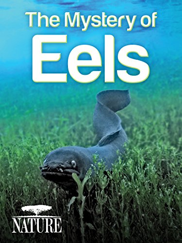 Nature: The Mystery of Eels