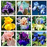 75+ Mixed Color Iris Flower Seeds - Non-GMO, Rare Varieties, Stunning Blooms for Outdoor Garden Planting
