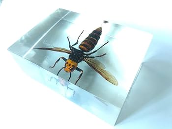 オオスズメバチ　女王蜂　立体標本2408 オオスズメバチ 女王蜂 立体標本2408 - メルカリ