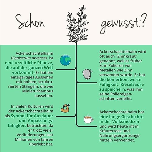 Zinnkraut Kapseln Vegavero Bio Ackerschachtelhalm 1000 mg