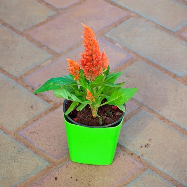 Cockscomb Orange in 4 Garden perfect Living Live Nursery Plant Premium ...