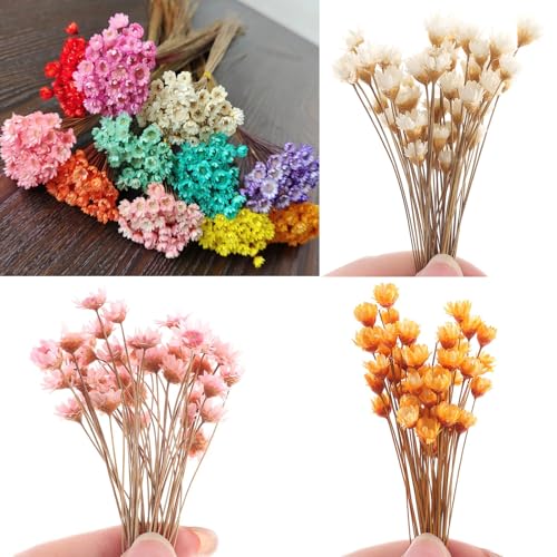 300PCS Flores Secas Pequeñas Margarita Estrella Brasileña miniatura 2