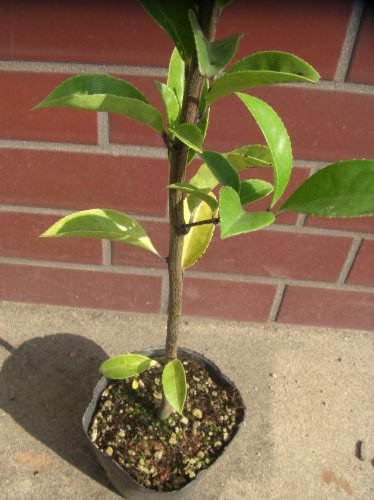 Amazon | クロガネモチ H500～700mm 25本 | 植木