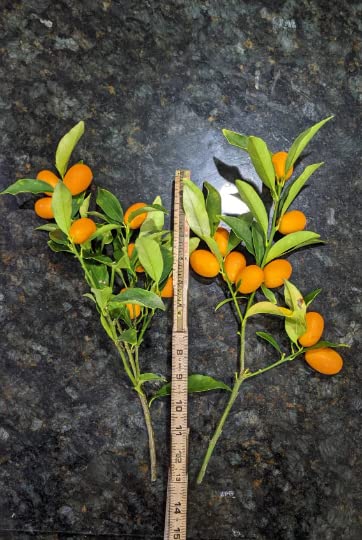 7 pounds Freshly Cut to Order Oval Kumquat Fruit with Leaves on 12" inch Stems Wedding Arrangements