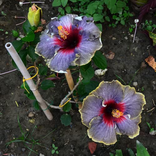 Chuxay Garden 20 Seeds Black Pink Purple Hibiscus Seed, Black Rainbow" Hibiscus Perennial Flowering Shrub Rare Seeds Heirloom Striking Landscaping Plant Small Shurb Easy Grow #TOP3