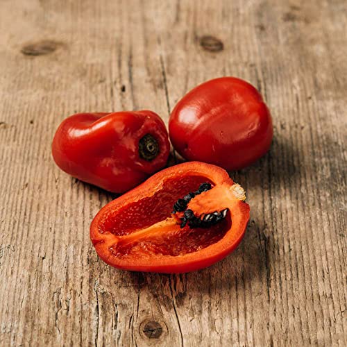 Chuxay Garden Capsicum Pubescens-Rocoto,Locoto,Manzano Pepper,Tree Pepper 25 Seeds Hot Pepper Delicious Vegetables #TOP3