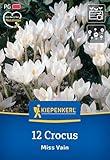 Kiepenkerl 507548 Botanischer Krokus Miss Vain (12 Stück) (Krokuszwiebeln)