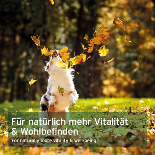 AniForte Lachsöl Kapseln für Hunde & Katzen 500 Stück – wertvolles Omega-3 Fischöl & Vitamine für Stoffwechsel, Knochenaufbau & glänzendes Fell