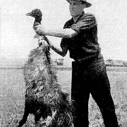 The Great Emu War of 1932
