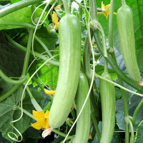 Cucumber F1 'Delistar' – 1 Packet x 12 Seeds by Suttons