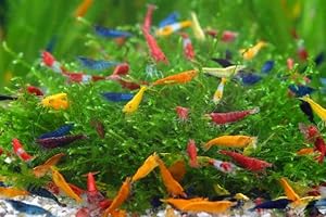 SF Aquatic 20 Mixed Color Neocaridina Rainbow Live Freshwater Aquarium Shrimps
