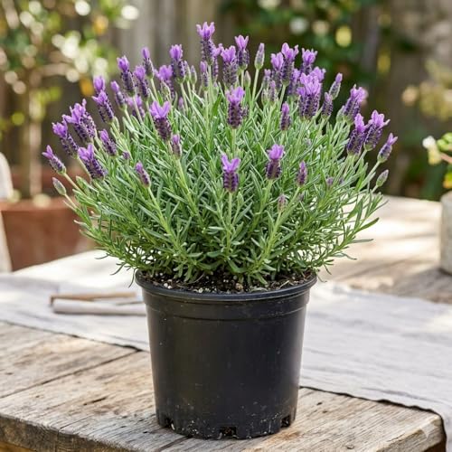 Image of Live Lavender Plant with Pot | Fragrant Purple Flowering Herb Plant | Aromatic Medicinal Indoor Outdoor Plant for Home Garden Balcony Terrace Kitchen Decor | Pack of 1