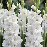 Gladiolus, Bulb (10 Pack) White Clouds, Snow White Perennial Gladiolus Bulbs, Flowers