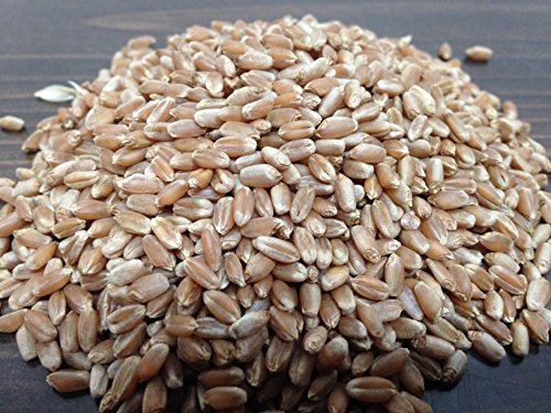 Rex Products,INC Non-GMO,Magic Grow Premium Wheatgrass Seed,Hard Red Winter (2 LB) Aproximately 26,000