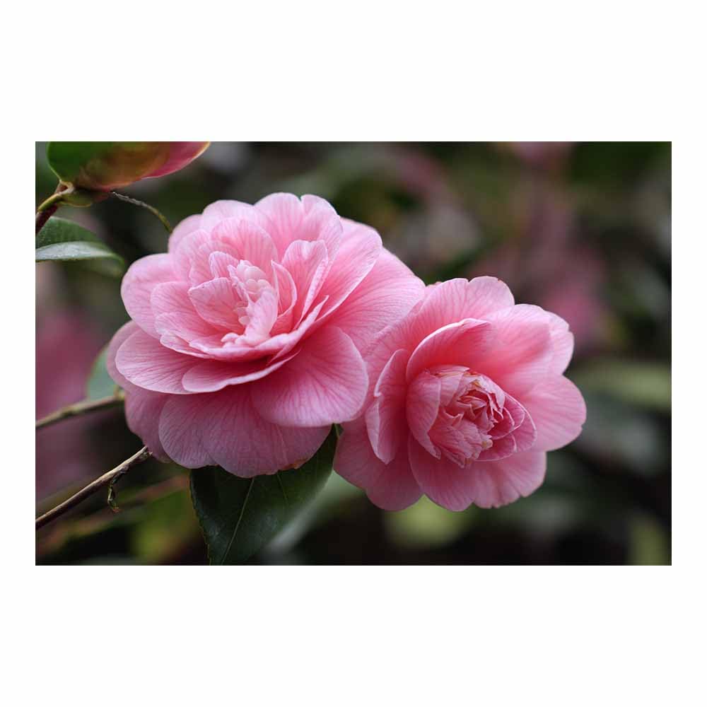 ZAMAEIU Natural Scenery Painting Camellia Pair Pictures Artwork, Contemporary Wall Art Large Size, Room Aesthetic Home Decor,Living Room,Bedroom(pink)-60x90cm Unframed