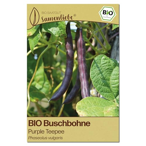 Samenliebe BIO Buschbohnen Samen | Bohne Purple Teepee - violett & frühe Sorte - samenfestes BIO Saatgut