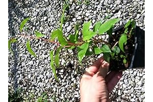 Kiwi Berry Plant: 3 Hardy Kiwi Plants- Ananasnaya & Pollinater