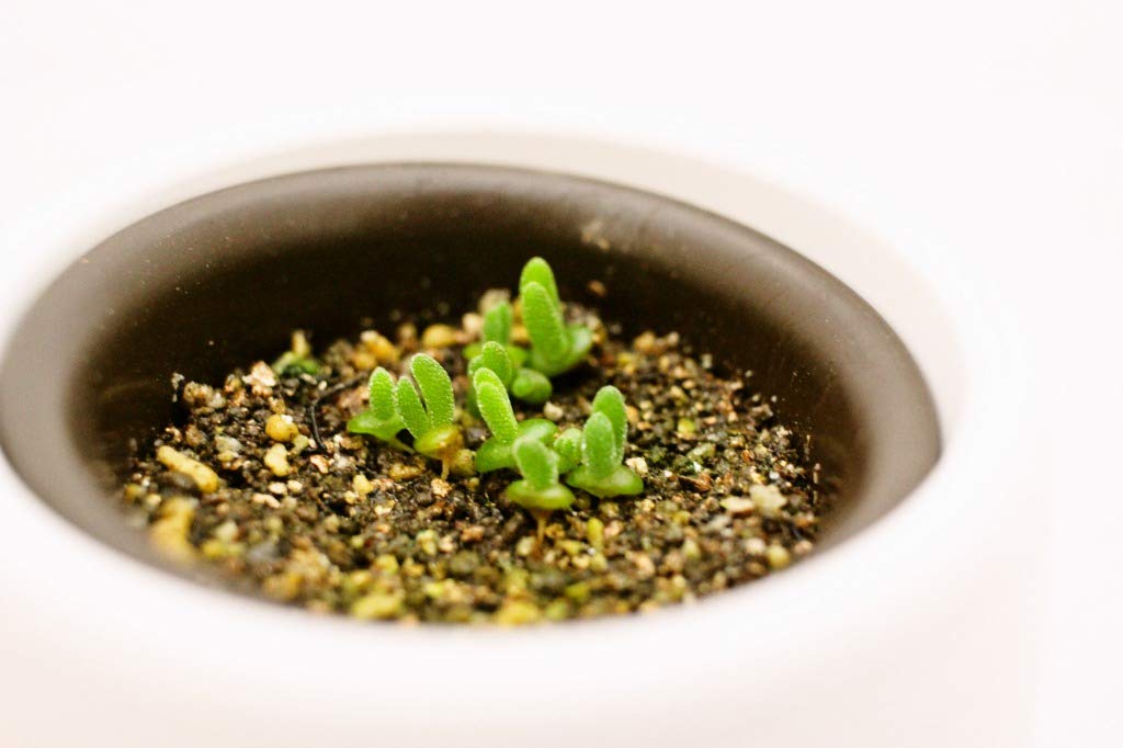 【多肉植物】うさ耳モニラリアの種 10粒 育て方の説明書付 Monilaria…