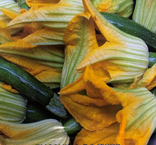 Semi di ZUCCHINO GENOVESE DA FIORE(SEMENTE)