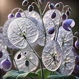 Money Plant Seeds – Lunaria Annua | Biennial | Unique Silver Seed Pods & Pollinator-Friendly Blooms