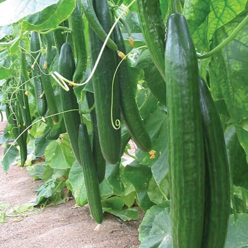 italian cucumber seeds - yunakesa Cucumber Seeds (PKD) Cucumis Sativus (Chinese Italian Slangen, 50 Seeds)