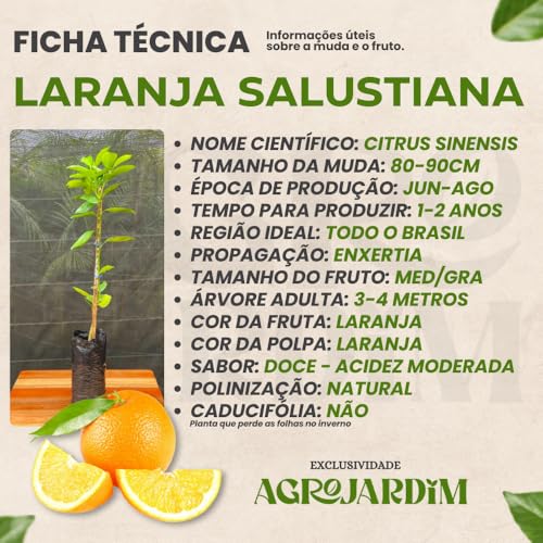 Muda Frutífera de Laranja Salustiana Enxertada