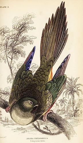 Cuadro conure loro barranquero impresion de alta definicion sobre lienzo original 60x90cm