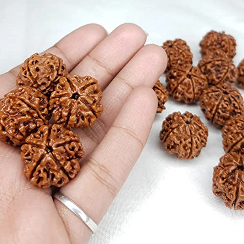 Image of Vado Certified 5 Mukhi Nepali Rudraksha with Authentic Lab Certificate Natural Panchmukhi Beads (5 Mukhi)