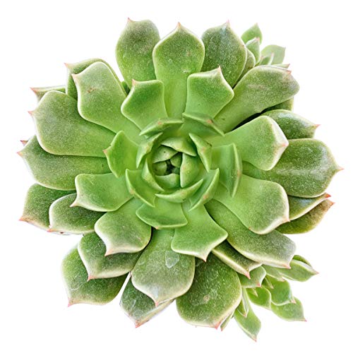 Graptoveria Olivia Succulent (2 inch)