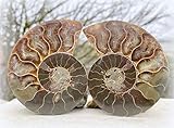fossile ammonite geante Alle unsere Fossilien sind 100% echte Exemplare und werden mit einem Echtheitszertifikat geliefert. **