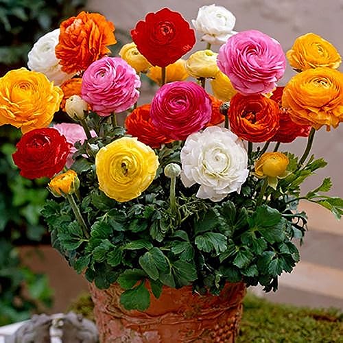 PERZOE 50 piezas de semillas de flores de ranúnculo persa, decoración de plantas de jardinería perenne