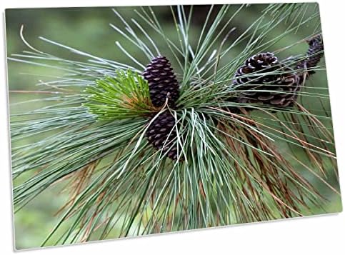 3dRose Pinecones, Ponderosa Pine Tree, Idaho - US13 DFR0832 -. - Desk Pad Place Mats (dpd-90047-1)