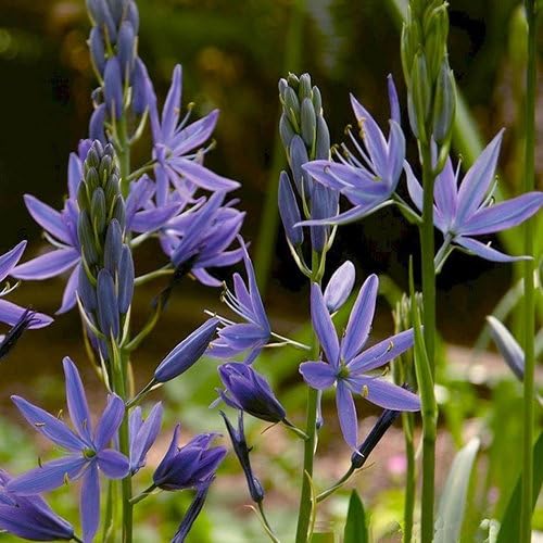 Plant World Seeds - Camassia Leichtlinii SSP Suksdorfii Seeds (Perennial Flower Seeds)