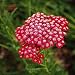 Flower Achillea Yarrow Red DW112 (Red) 1000 Heirloom Seeds by David's Garden Seeds