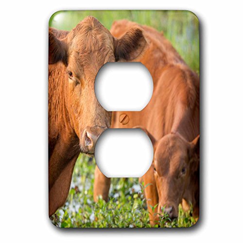 Tapas de enchufe de vacas Red Angus decorativas y multicolor en 3D 3