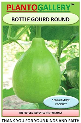 PLANTOGALLERY Vegetable Seeds | Bottle Gourd Round | F1 Hybrid | Organic Seeds | For Home And Kitchen Graden | (1 pkt 20 seeds), (LG-PLFB-14) (B08411CRPY) Amazon Price History, Amazon Price Tracker