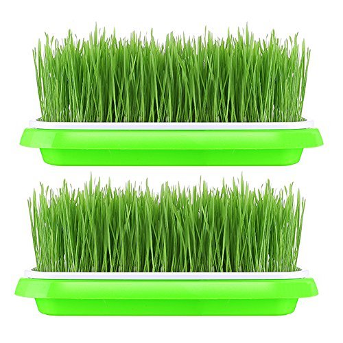 2 Sets Sprouter Tray BPA Free PP Soil-Free Densely Small Hole Healthy Wheatgrass Grower 13.4x9.84x1.77inch