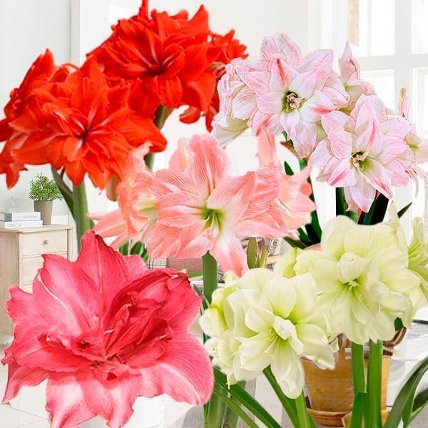 福岡県産 ネギ苗1000本 きゅうこん