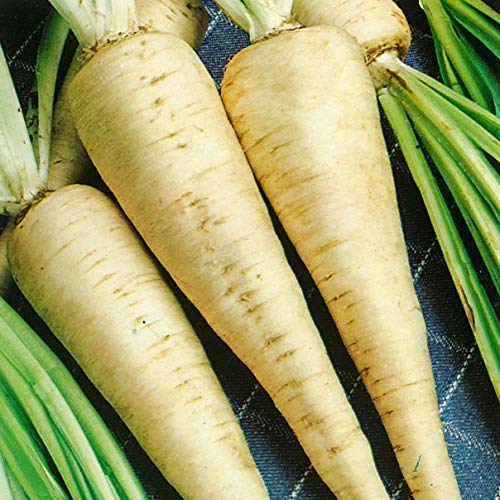 Herb Seeds - Parsley Hamburg - 4000 Seeds by Wafer