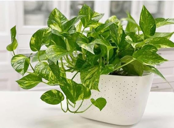 Image of Live Money Plant Indoor Plants with Decorative Pot Plants for Living Room, Balcony, Office And Garden (3Inch Pot, White) [Money Plant]