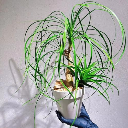 semillas de interior pata elefante, invernaderos balcón jardín oficina interior balcón fácil cuidado verdes raras perennes 100pcs