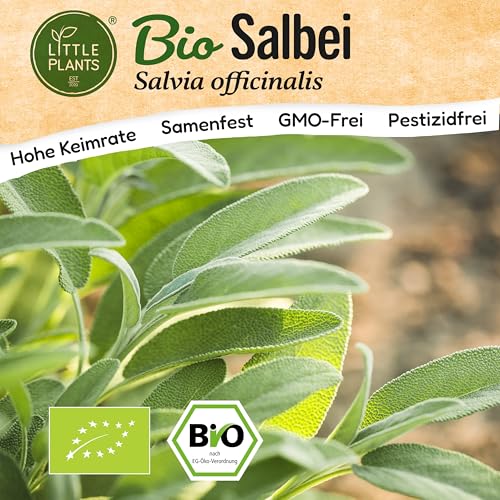 Little Plants BIO Salbei Samen 75 Salbeisamen Kräutersamen für Kräutergarten Hochbeet Samenfest Kräuter Samen für Küche, Balkon und Garten Küchenkräuter