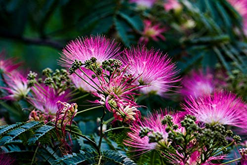 20+ Pink Albizia Julibrissin Tree Flowers Seeds Acacia Mimosa Home Bonsai #TOP13