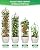 MYMULIKE 2 Pack Garden Obelisk Trellis for Climbing Plants Outdoor & Indoor - 6Ft Rustproof Garden Trellis Plant Support Cage for Vines, Flowers, Vegetables, Roses | Heavy-Duty, Adjustable