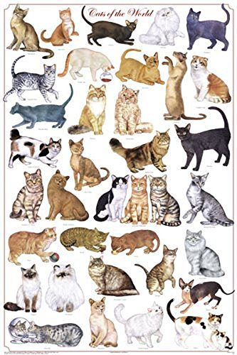 Laminated Cats of the World Chart Print Poster 24x36